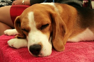 Why a Beagle May Not Be the Perfect Pooch
