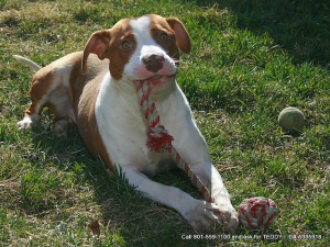 And the Crystal Apple Award Goes to Alex, the Pit Bull