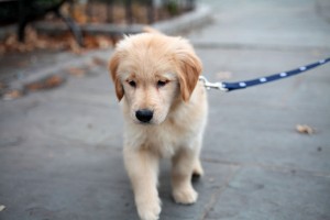 Leash, Collar and Stair Climbing Puppy Training