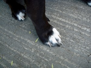 What to Do for Swollen Paws