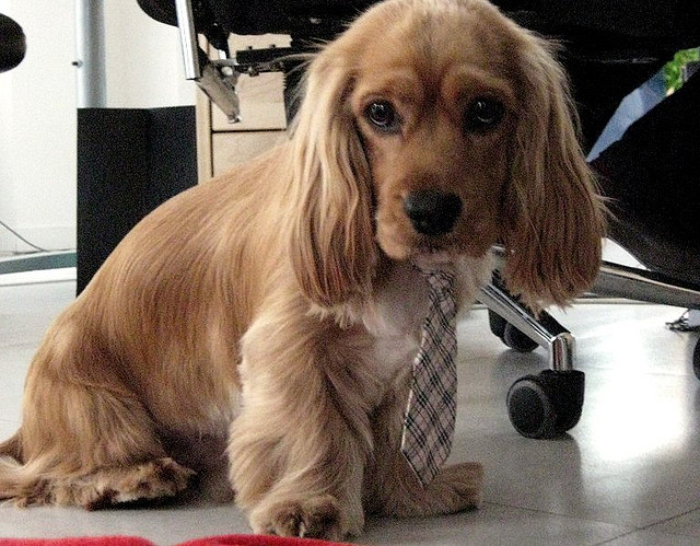 Office Dogs - The 8 Best Breeds to Take With