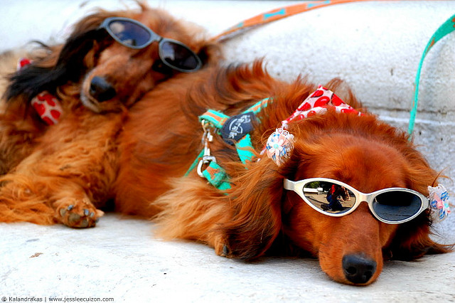 Summer Safety Guide for Your Pet's