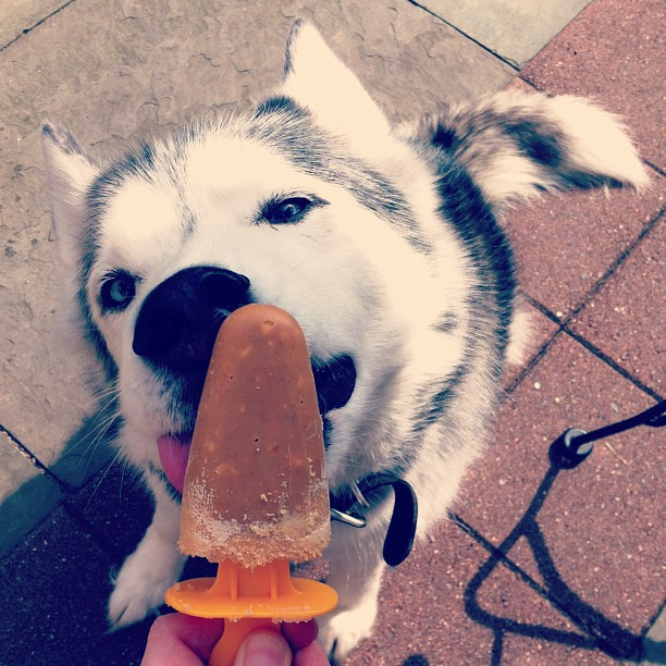DIY Doggie Peanut Butter Popsicles for Summer