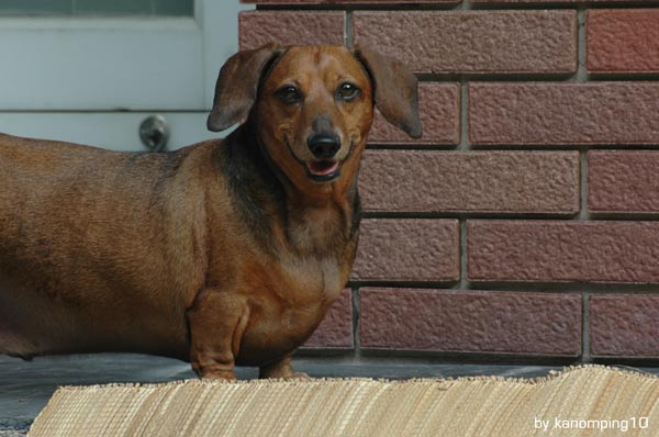 Help 77-Pound Dachshund Obie Spread the Word About Pet Obesity Prevention