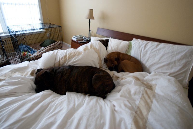 Poor Sleep Quality Due to Sharing Bed with Pets