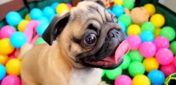 Grover the Pug in Ball Pit