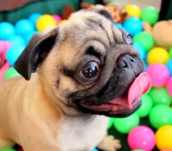 Grover the Pug in Ball Pit