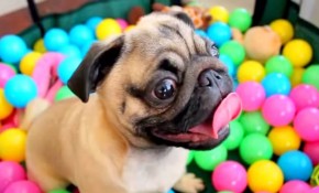 Grover the Pug in Ball Pit