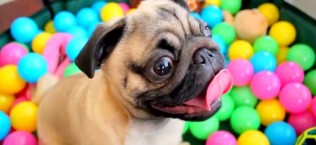 Grover the Pug in Ball Pit