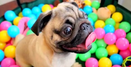 Grover the Pug in Ball Pit