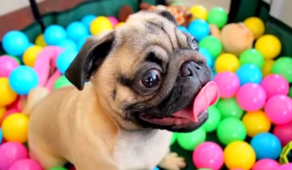 Grover the Pug in Ball Pit