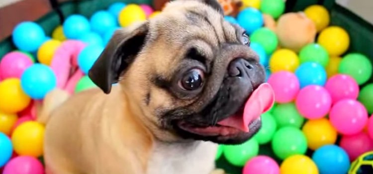 Grover the Pug in Ball Pit