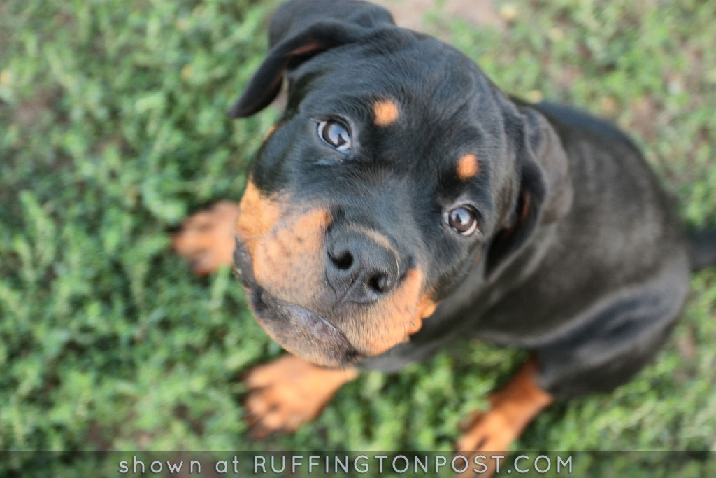 Rottweiler puppy