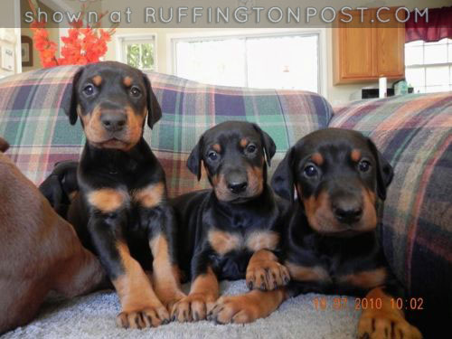 Doberman Puppies