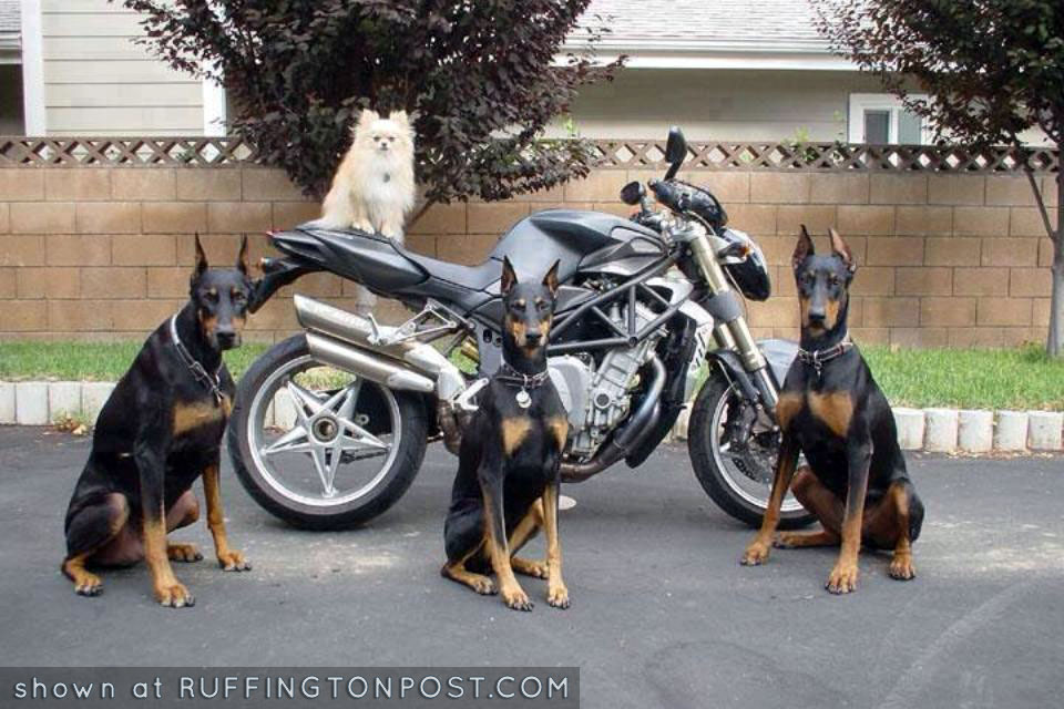 Doberman security system