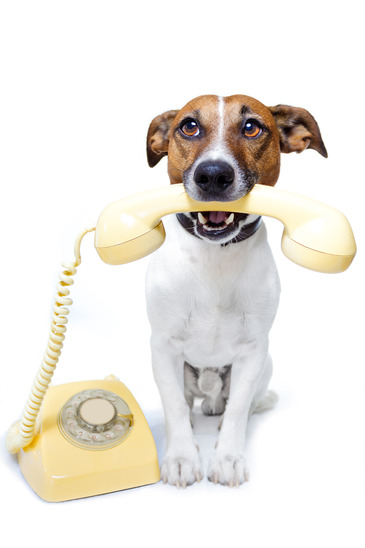 Dog on the Phone