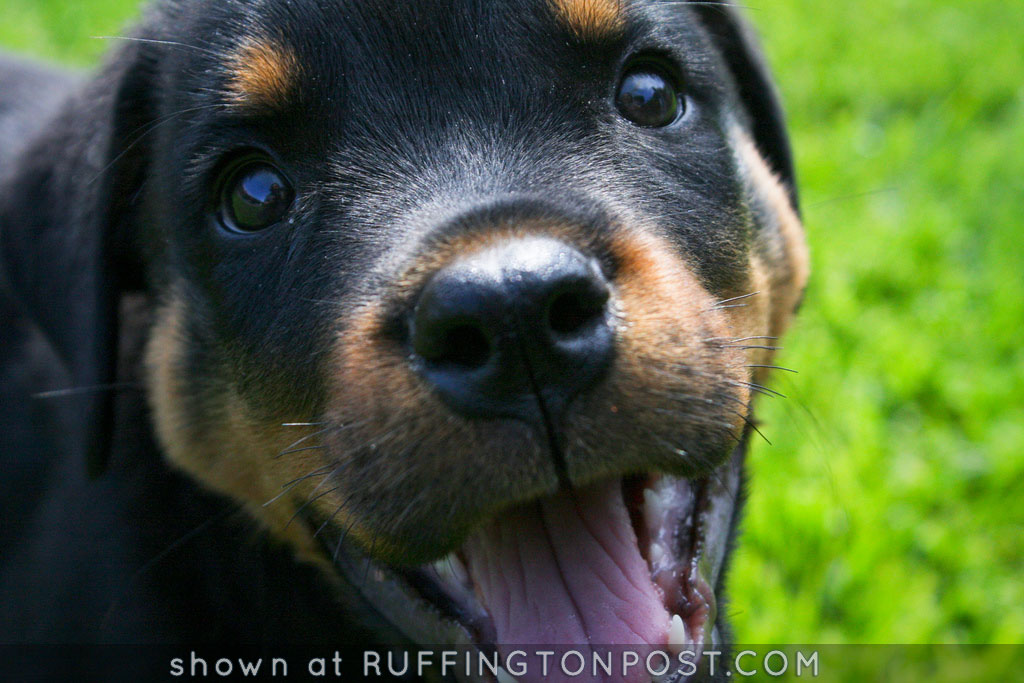 Happy Rottweiler