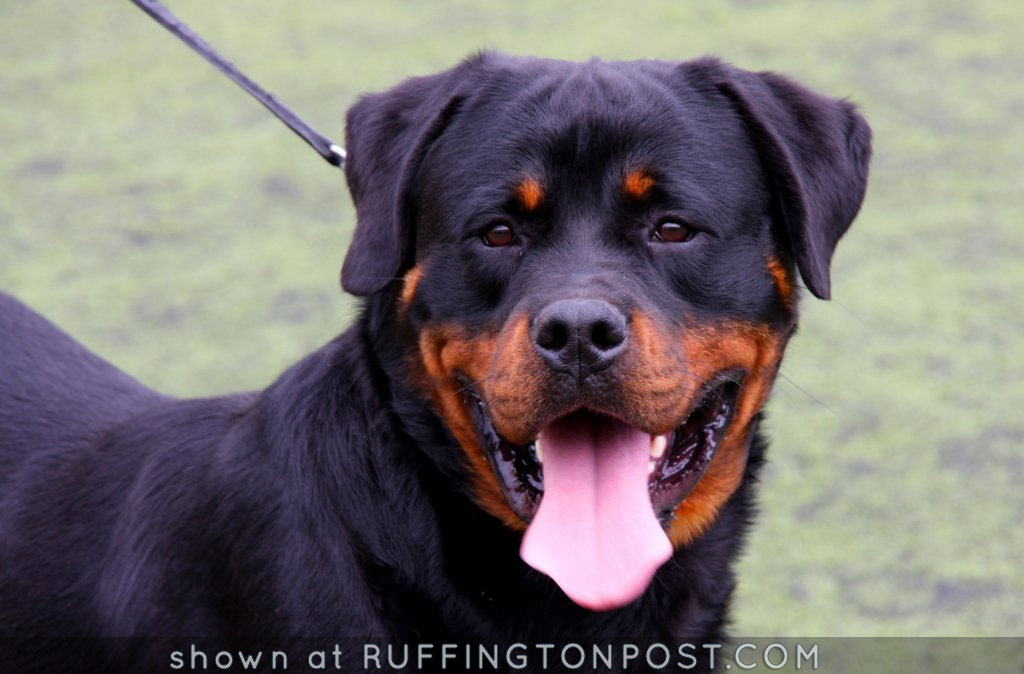 Rottweiler