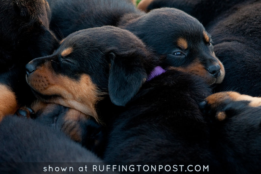 Rottweiler Pups