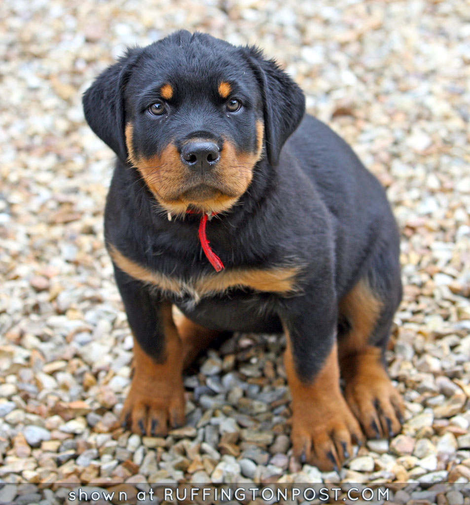 Rottie Pup