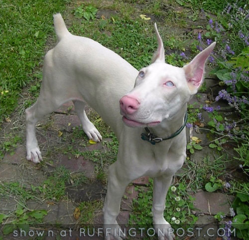 White Doberman Pinscher