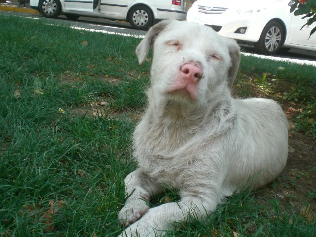 Albino Rottweiler